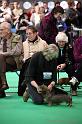 Crufts2011_2 1215